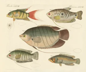 Lindos peixes novos (gravura colorida)