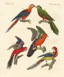 Lindos papagaios (gravação a cores)