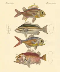 Lindos peixes de mar (gravura colorida)