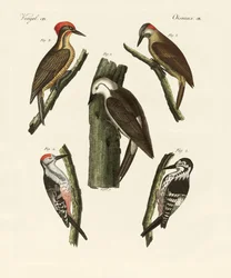 Lindos pica-paus (gravura colorida)