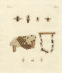 Abelhas