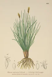 Bellardis pântano (Kobresia myosuroides, Elyna myosuroides, Kobresia bellardii, Elyna bellardii, Elyna scirpina, Elyna spicata)