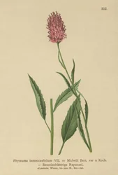 Rampion com folhas de betônia (Phyteuma betonicaefolium)