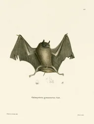 Big Naked-backed Bat (gravura colorida)