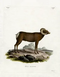 Bighorn Sheep (gravura colorida)