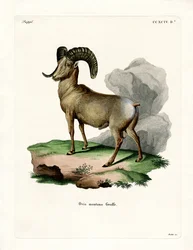 Bighorn Sheep (gravura colorida)