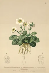 Buttercup de Bilobo (Ranunculus bilobus, Ranunculus Bertolonii)