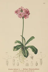 Prímula-olho-de-passarinho (Primula farinosa)