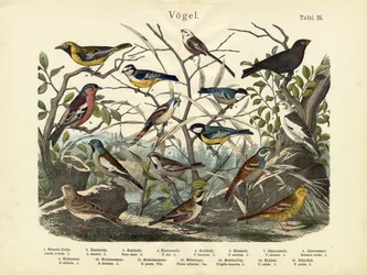 Aves, c.1860