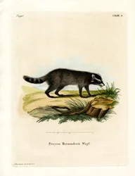 Guaxinim-de-patas-pretas