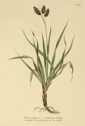 Alpino-carriço-preto (Carex atrata)