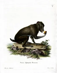 Babuíno-preto