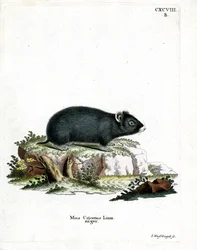 Hamster-preto
