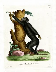 Bugio-preto