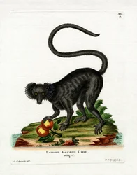 Lémure-preto