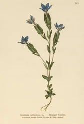 Bexiga Genciana (Gentiana utriculosa)