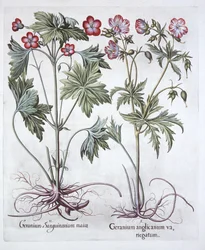 Bloody Cranesbill e Bigroot Cranesbill, de Hortus Eystettensis, por Basil Besler (1561-1629), pub. 1613 (gravura colorida à mão)