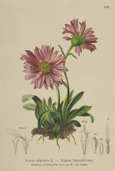 Margarida azul alpina (Aster alpinus)