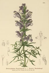 Dragão Azul (Dracocephalum Ruyschianum)