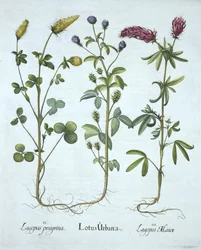 Troginella azul, trevo amarelo, trevo de madeira vermelho, de Hortus Eystettensis, pelo bar de Basil Besler (1561-1629). 1613 (gravura colorida à mão)