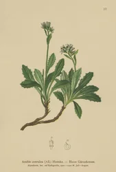 Agrião-azul (Arabis caerulea, Arabis coerulea)