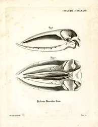Blue Whale Skull (gravura colorida)