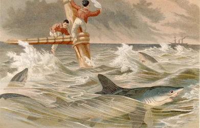 Tubarão-azul, registro de Brehms Tierleben: Allgemeine Kunde des Tierreichs, vol. 8, p.438, publicado pelo Bibliographisches Institut, 1892