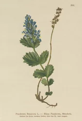 Paederota azulada (município de Bonarota)