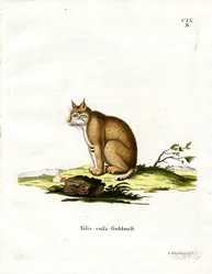 Bobcat (gravação a cores)
