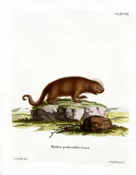 Porcupine Brasileiro (gravura colorida)