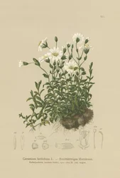 Orelha de rato de folhas largas (latifolium do Cerastium)