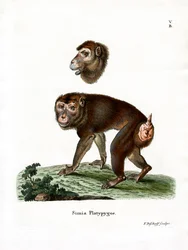 Babuíno Marrom (gravação colorida)