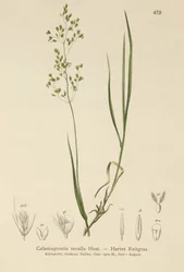 Marrom curvado (Agrostis schraderiana, Agrostis agrostiflora)