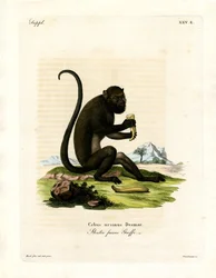 Brown Howler (gravação a cores)