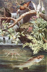 Truta Castanha, prato de "Brehms Tierleben": Allgemeine Kunde des Tierreichs", vol.8, p.338, publicado pelo Bibliographisches Institut