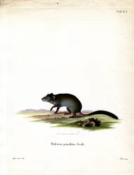 Fascogalo-de-cauda-em-escova