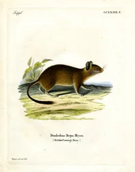 Rato-de-cauda-em-escova