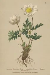 Anêmona dos Bursers (Anemone Burseriana, Anêmona grandiflora)