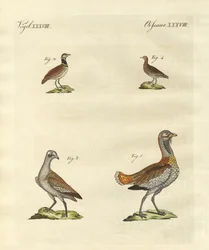 Abetos