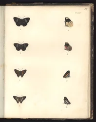 Borboletas, Pl. XXIV, ilustração do Compêndio de Observações de Zoologia e Danatomismo Comparado, feitas no Oceano Atlântico, dentro do novo continente e no Mar do Sul durante o