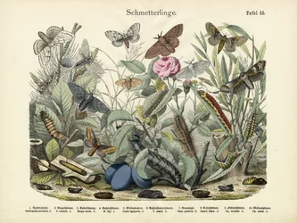 Borboletas, c.1860