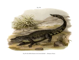 Caiman (cor litho)