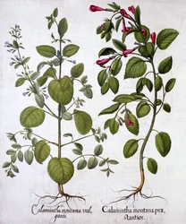 Calamints, de Hortus Eystettensis, de Basil Besler (1561-1629), pub. 1613 (gravura colorida à mão)