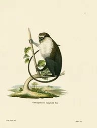 Campbell&39;s Mona Monkey