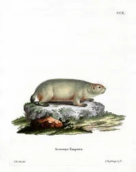Canadian Marmot (gravura colorida)