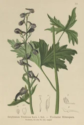 Vela Larkspur (onda Delphinium, espora tiroliensis)