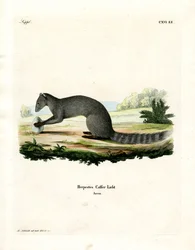 Cape Grey Mongoose (gravação a cores)