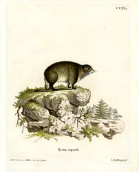 Cape Hyrax (gravação a cores)
