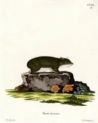 Cape Hyrax (gravação a cores)