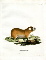 Rato do Cabo Mole (gravação a cores)